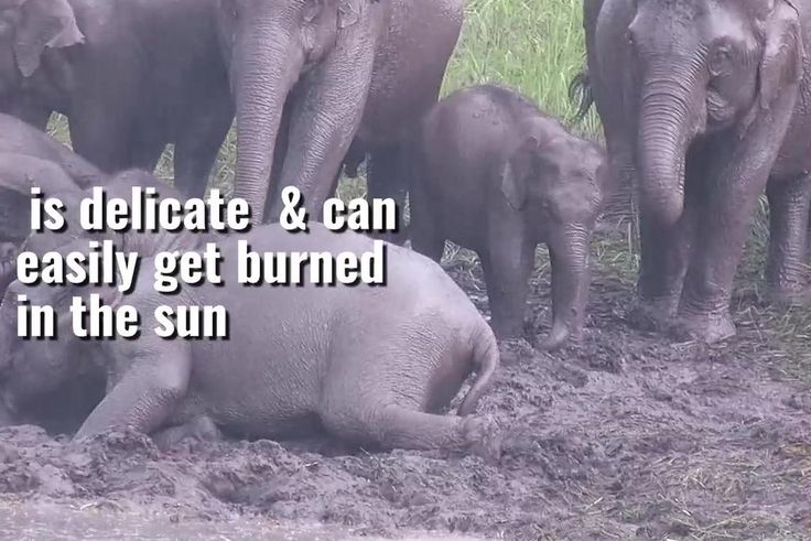 These 7 fun facts about elephants will blow your mind