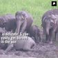 These 7 fun facts about elephants will blow your mind