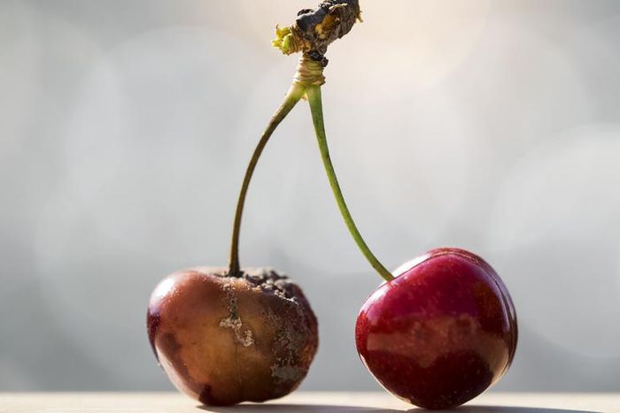 I Ate Mold. What's Going To Happen To Me?