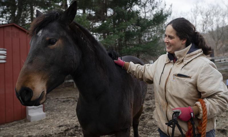 Want to Adopt a Wild Horse? The Government Will Pay You $1,000