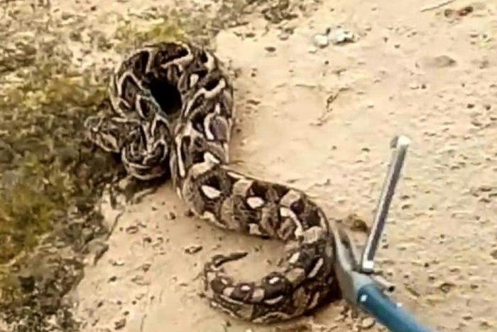 Guinea-Bissau's Bijagos Islands are reputed for their snakes
