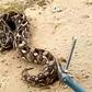 Guinea-Bissau's Bijagos Islands are reputed for their snakes