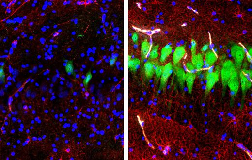 Study Opens Up a Gap Between Life and Death