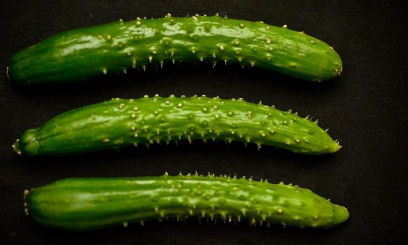 Penis rash(kikusumimagazine)