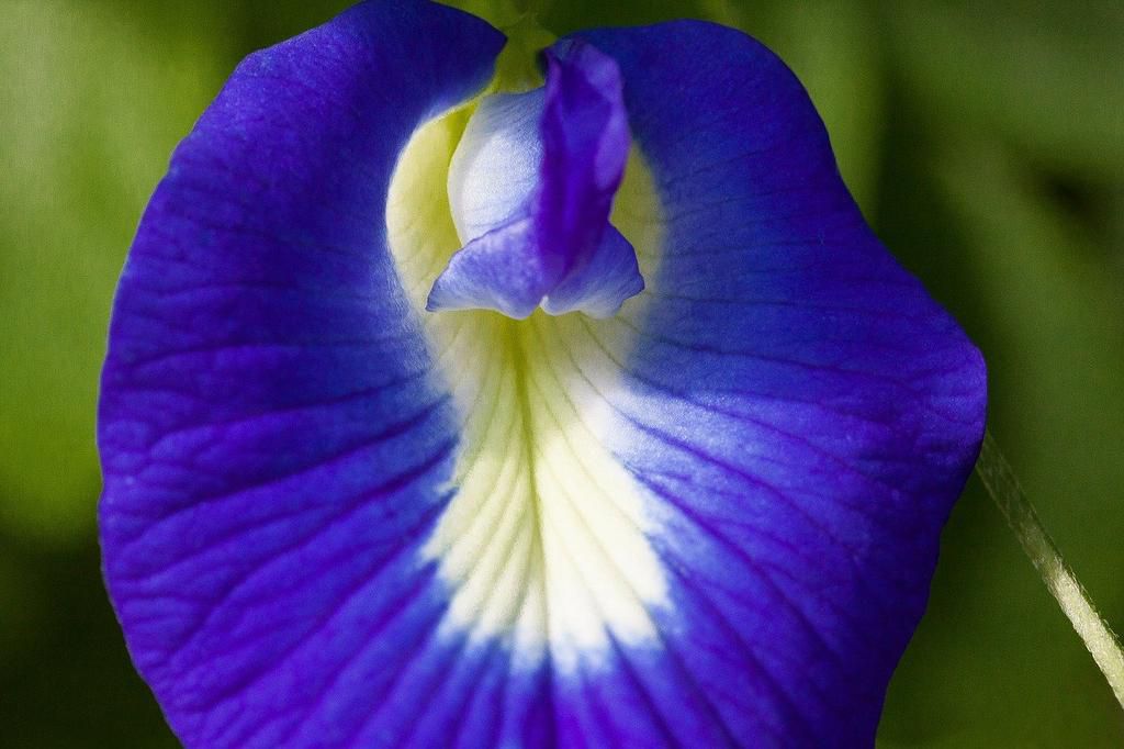 Clitoria Ternatea (lifetone)