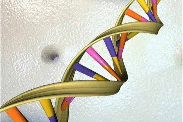 The DNA double helix