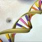 The DNA double helix