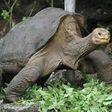Lonesome George was thought to be around a century old when he died in June 2012