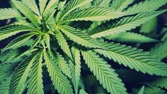  Studies have linked heavy use of weed to brain abnormalities.