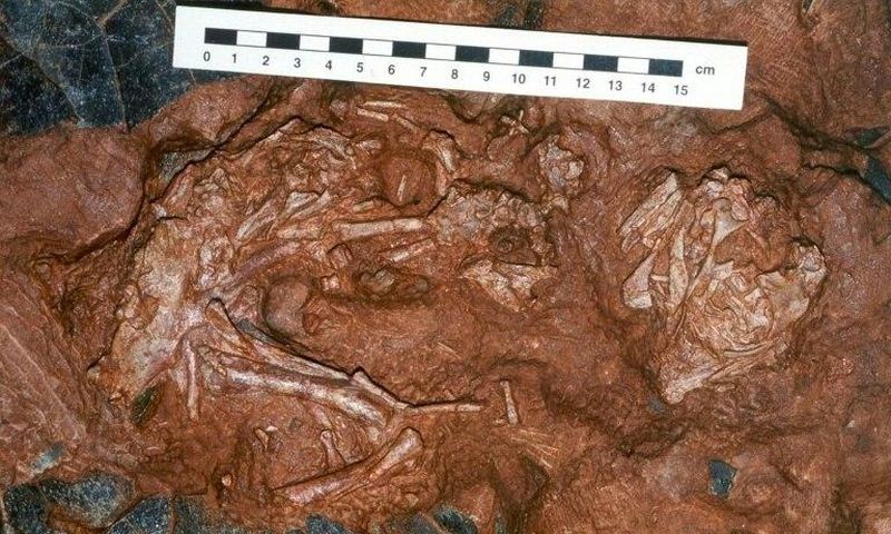 A 90 million-year-old embryo of Beibelong - "baby dragon from China" - on top of eggshells (dark grey in colour)