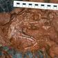 A 90 million-year-old embryo of Beibelong - "baby dragon from China" - on top of eggshells (dark grey in colour)