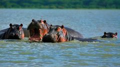 Family Of Hippopotamuses On Lake Naivasha Kenya