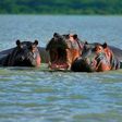 Family Of Hippopotamuses On Lake Naivasha Kenya