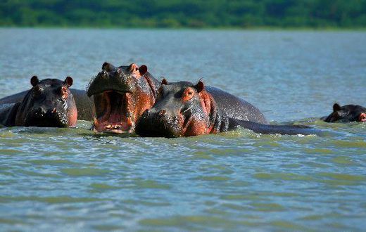 Family Of Hippopotamuses On Lake Naivasha Kenya