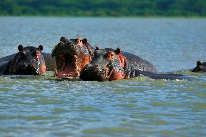 Family Of Hippopotamuses On Lake Naivasha Kenya
