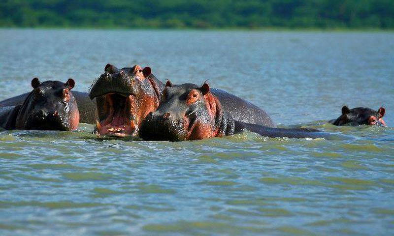 Family Of Hippopotamuses On Lake Naivasha Kenya
