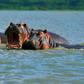 Family Of Hippopotamuses On Lake Naivasha Kenya