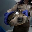 An Indonesian customs officer displays a reptile after authorities arrested a suspected wildlife smuggler from Japan