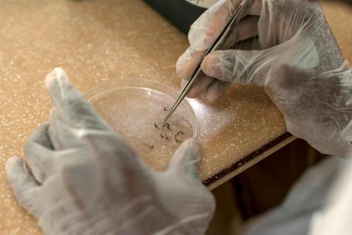 The first pilot malaria vaccine was developed with almost $1 billion in investment