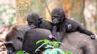 Census finds wildlife at home