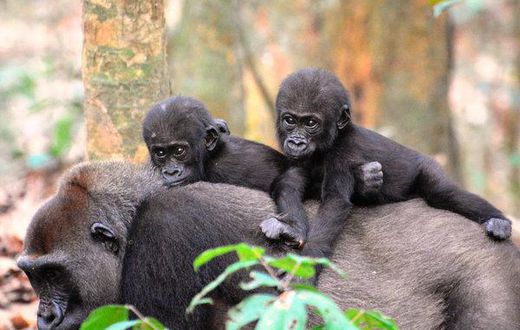 Census finds wildlife at home