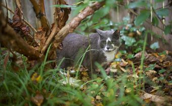 Look What the Cat Dragged In: Parasites