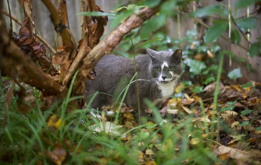 Look What the Cat Dragged In: Parasites