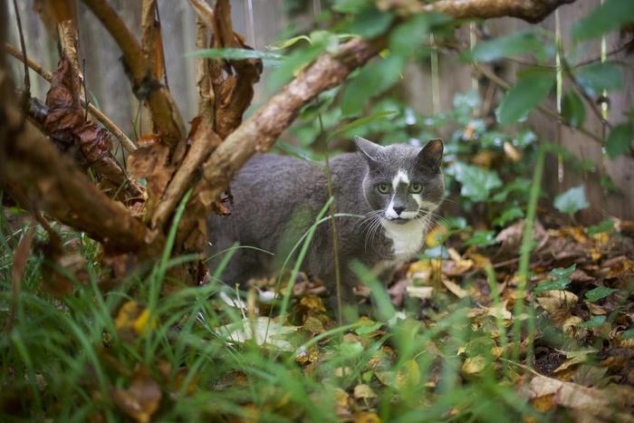 Look What the Cat Dragged In: Parasites