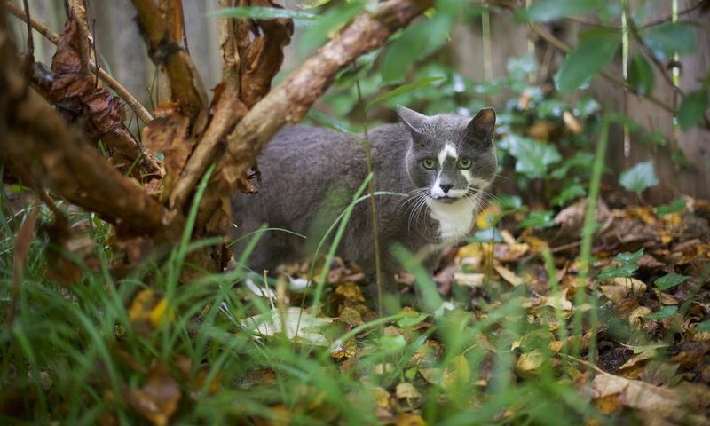 Look What the Cat Dragged In: Parasites