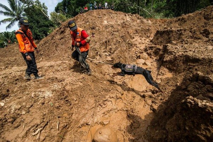 Indonesian rescuers use a sniffer dog to search for survivors after a wall of mud slammed onto houses from a hillside after heavy rainfall in Ponorogo district, East Java on April 2, 2017