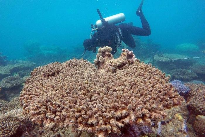 The 2,300-kilometre (1,400-mile) long Great Barrier Reef -- the world's biggest -- suffered its most severe bleaching in recorded history, due to warming sea temperatures during March and April