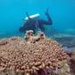 The 2,300-kilometre (1,400-mile) long Great Barrier Reef -- the world's biggest -- suffered its most severe bleaching in recorded history, due to warming sea temperatures during March and April