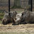 "Bruno" (L) and "Gracie" two rhinos at the zoo of Thoiry, days after intruders shot dead a white rhino named "Vince" and hacked off its horns in the same area