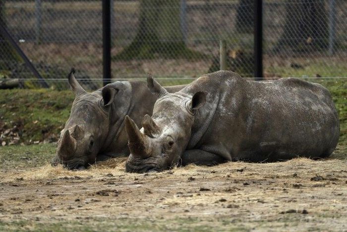 "Bruno" (L) and "Gracie" two rhinos at the zoo of Thoiry, days after intruders shot dead a white rhino named "Vince" and hacked off its horns in the same area