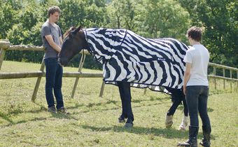 Why Do Zebras Have Stripes? Scientists Camouflaged Horses to Find Out