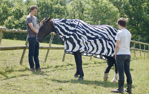 Why Do Zebras Have Stripes? Scientists Camouflaged Horses to Find Out