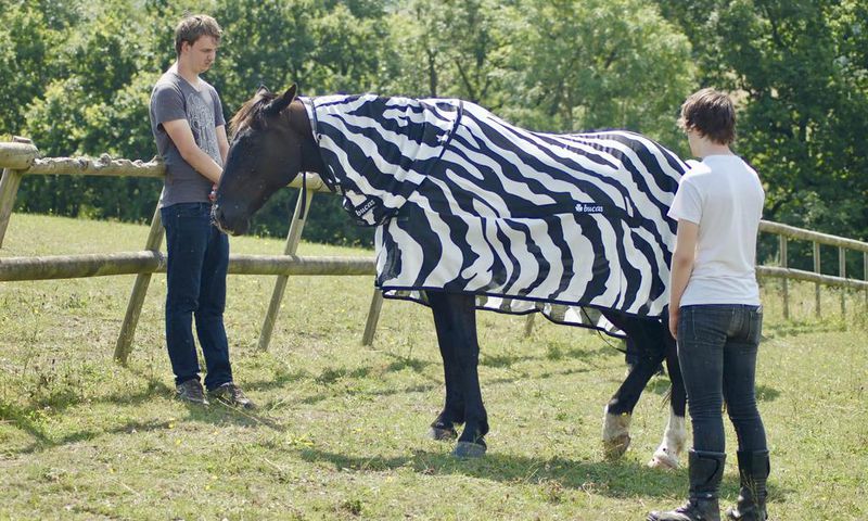 Why Do Zebras Have Stripes? Scientists Camouflaged Horses to Find Out