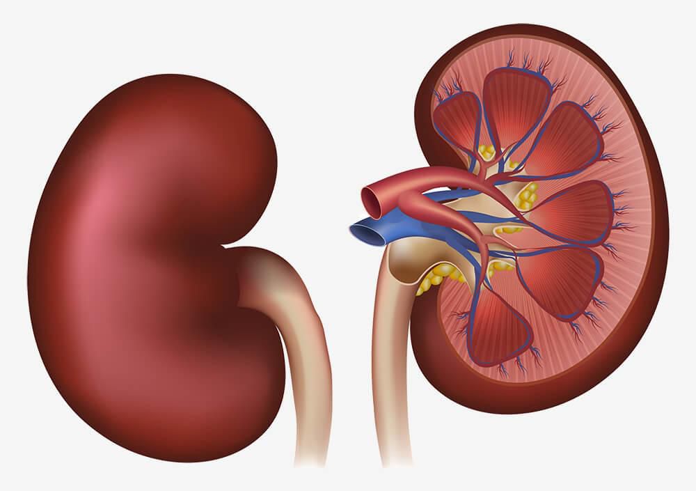 Healthy kidneys(Steemit)