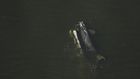 3 Newborn Endangered Right Whales Seen After Year With No Births