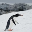 A Gentoo penguin waddling around Orne Harbour in the western Antarctic peninsula, one of a number of species that makes its home on the frozen continent
