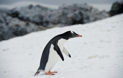 A Gentoo penguin waddling around Orne Harbour in the western Antarctic peninsula, one of a number of species that makes its home on the frozen continent
