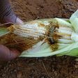 The armyworm has already caused damage to staple crops in Zambia, Zimbabwe, South Africa and Ghana, with reports also suggesting Malawi, Mozambique and Namibia are affected