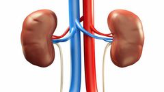 A diagram of the kidneys