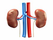 A diagram of the kidneys