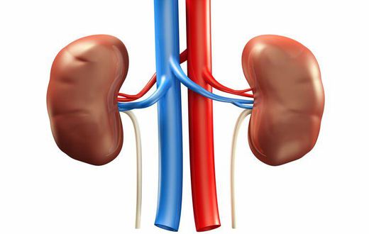 A diagram of the kidneys