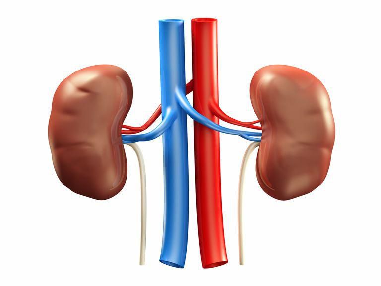 A diagram of the kidneys