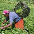 A tea worker busy at work