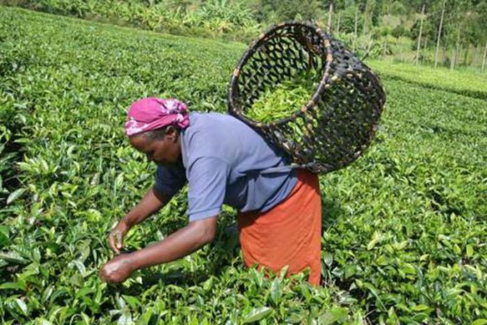 A tea worker busy at work