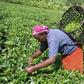 A tea worker busy at work