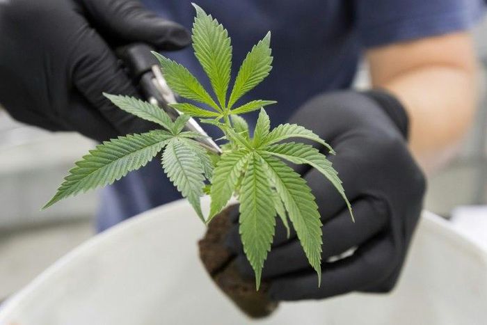 A Canadian bill to legalize marijuana would set a minimum age for use at 18 or 19